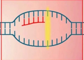 Transcripción. Síntesis de ARN | Recurso educativo 756083