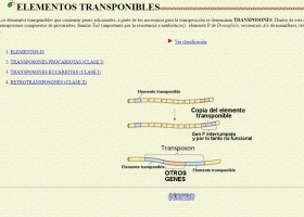 Elementos transponibles | Recurso educativo 756124