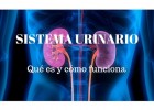 El sistema urinario | Recurso educativo 764300