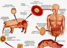 Homeostasis y Excreción | Recurso educativo 768502