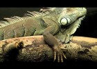 Vertebrate and invertebrate animals | Recurso educativo 768687