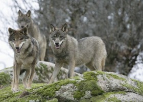 Animals en perill d'extinció a Espanya | Recurso educativo 770172