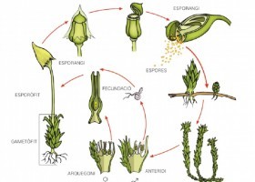 Cicle de la reproducció sexual de les molses | Recurso educativo 776780