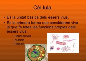 Nivells d'organització del cos humà | Recurso educativo 777359