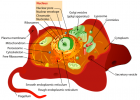 Animal cell | Recurso educativo 777739