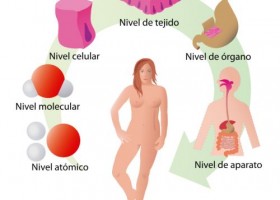 Significado de Cuerpo humano | Recurso educativo 778461