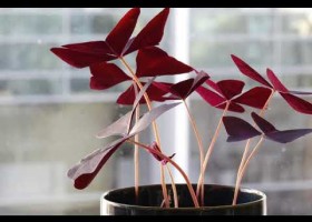 Oxalis triangularis | Recurso educativo 788271