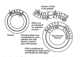 Production of Therapeutic Proteins by Genetic Engineering | Recurso educativo 790336